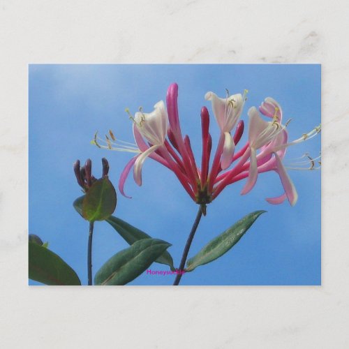 honeysuckle_1 Honeysuckle Postcard