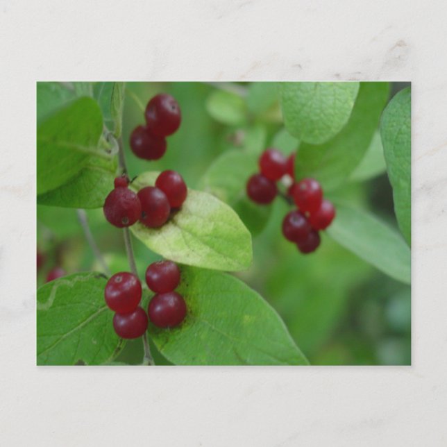 Honeysuckle Berries Postcard (Front)