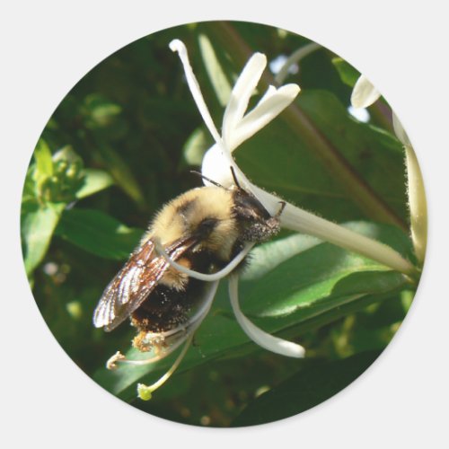 Honeysuckle Bumble Bee Classic Round Sticker