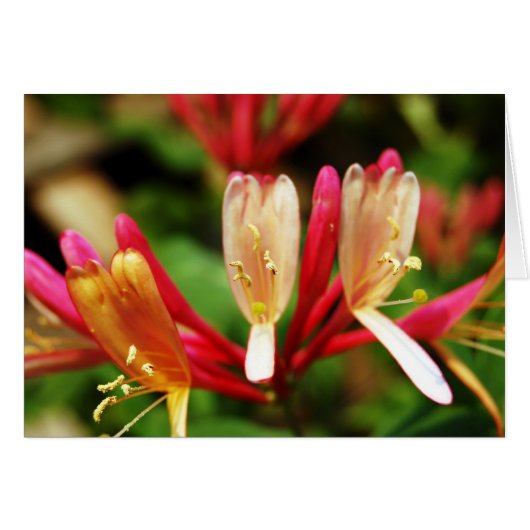 Honeysuckle Card (Front Horizontal)