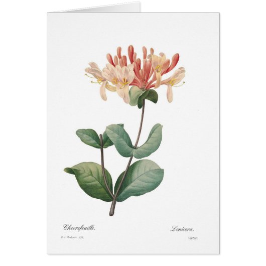 Honeysuckle Cards (Front)