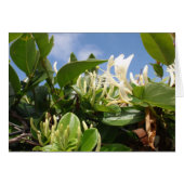 Honeysuckle Cards (Front Horizontal)
