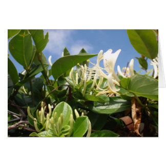 Honeysuckle Cards