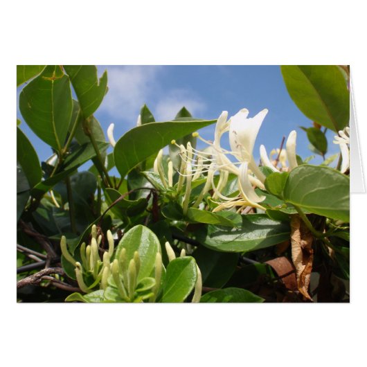 Honeysuckle Cards (Front Horizontal)