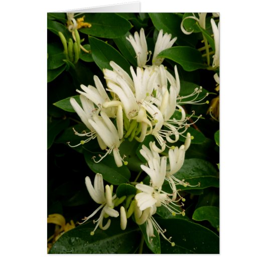 Honeysuckle Cards (Front)