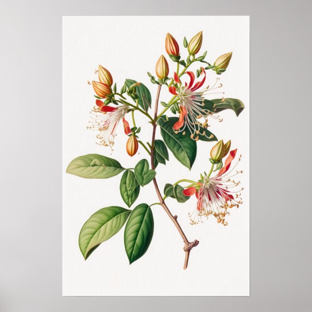 Honeysuckle Flowers Art Print Poster (Front)