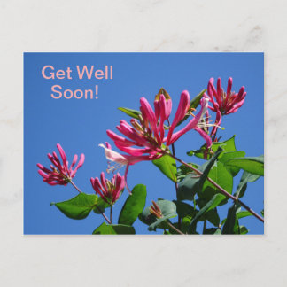 Honeysuckle -Get Well Soon- Postcard