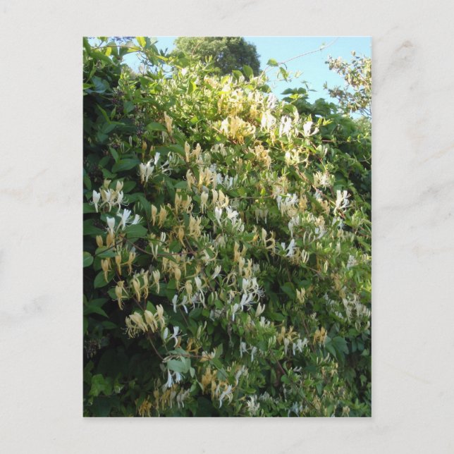 Honeysuckle On A Wall Postcard (Front)