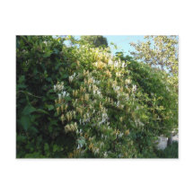 Honeysuckle On A Wall