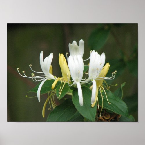 Honeysuckle Poster