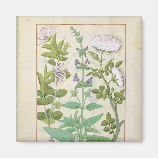 Honeysuckle, Sage and Rose Magnet (Front)
