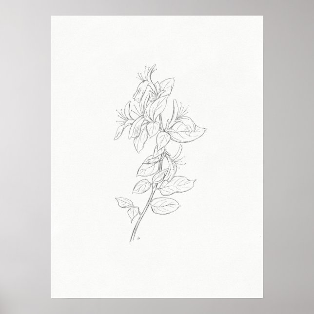 Honeysuckle sketch art print (Front)