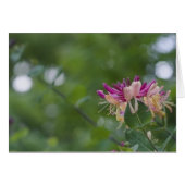 Honeysuckle Touch Cards (Front Horizontal)