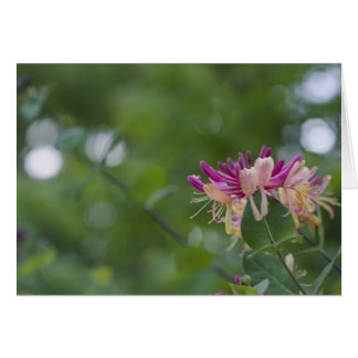 Honeysuckle Touch Cards
