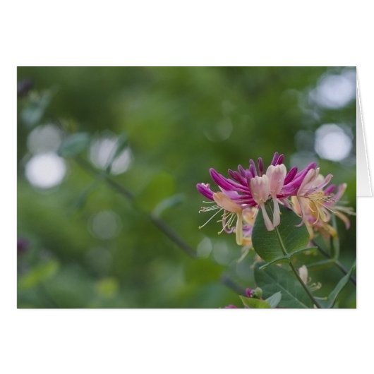 Honeysuckle Touch Cards (Front Horizontal)