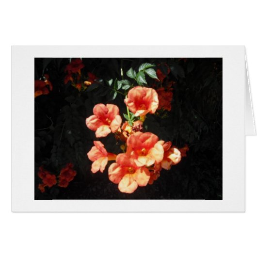 Honeysuckle Trumpets Blank Card (Front Horizontal)
