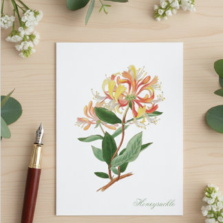 Honeysuckle Vine Vintage Botanical Postcard