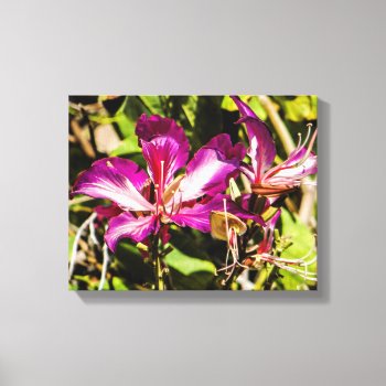 Hong Kong Orchid Tree Canvas by SnapDaddy at Zazzle