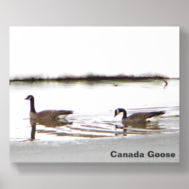 Honkers - Canada Geese Acrylic Photo Tile (Front Set)