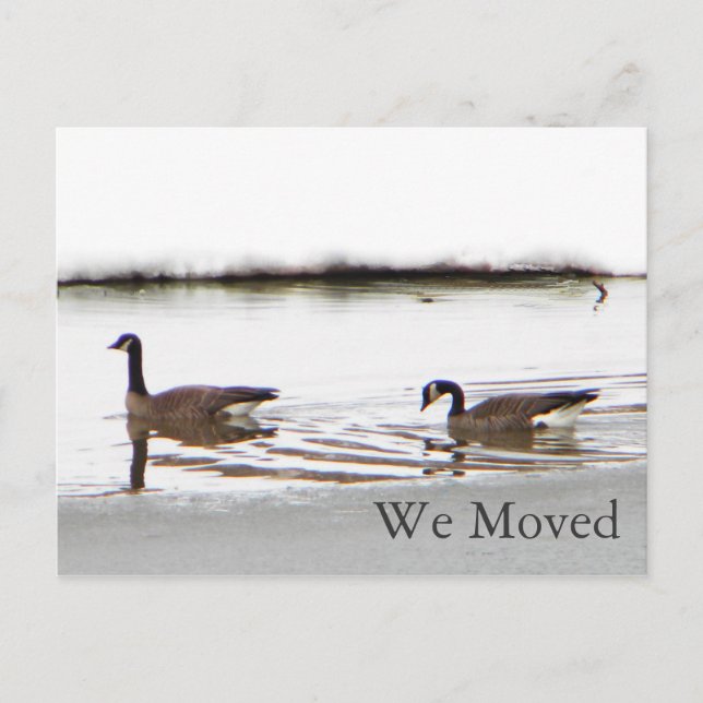 Honkers - Canada Geese Announcement Postcard (Front)