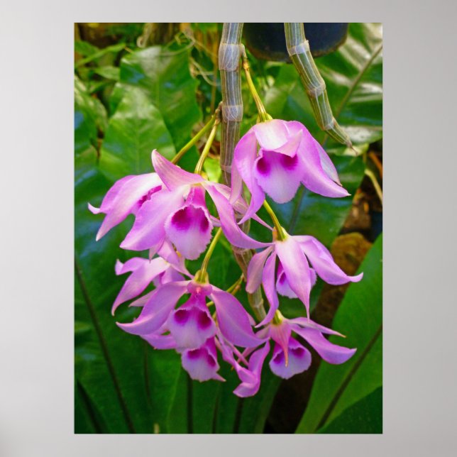 Honohono Orchids and Ferns Poster (Front)