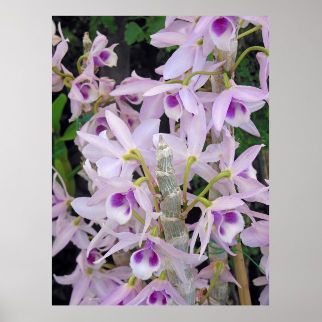 Honohono Orchids Poster (Front)