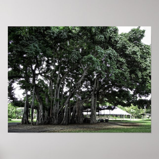 Honolulu Banyan Tree Poster (Front)