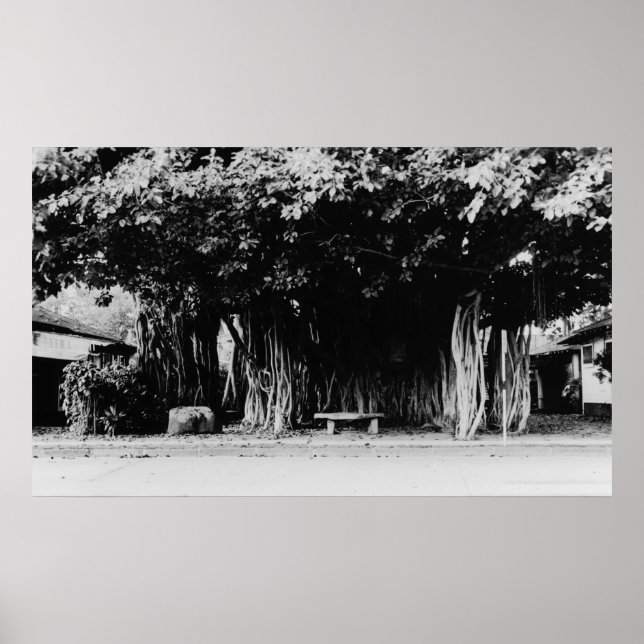 Honolulu, Hawaii - The Sausage Tree Poster (Front)