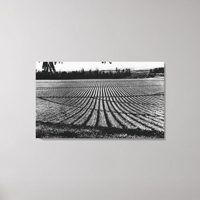 Honolulu, Hawaii - View of Pineapple Fields Canvas Print (Front)