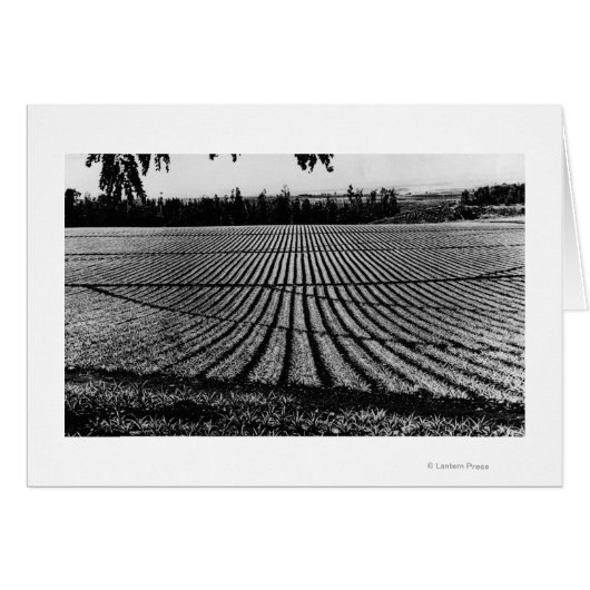Honolulu, Hawaii - View of Pineapple Fields Cards (Front Horizontal)