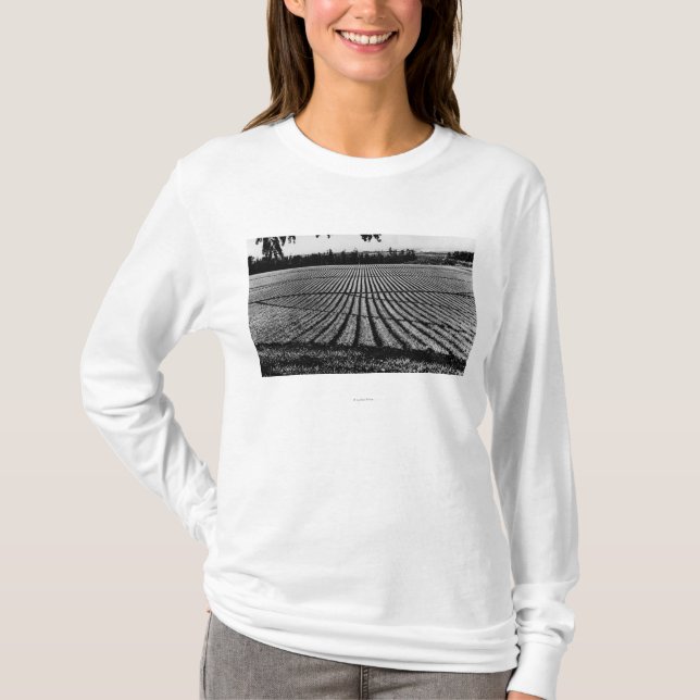 Honolulu, Hawaii - View of Pineapple Fields T-Shirt (Front)