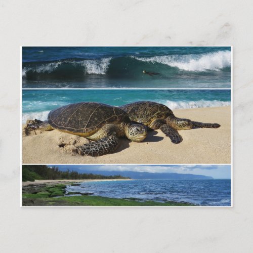 Honu Hawaiian Green Sea Turtle Oahu North Shore Postcard