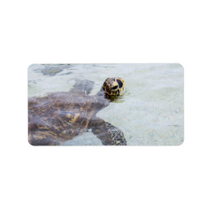 Honu Hawaiian Sea Turtle - Hawaii Turtles Label