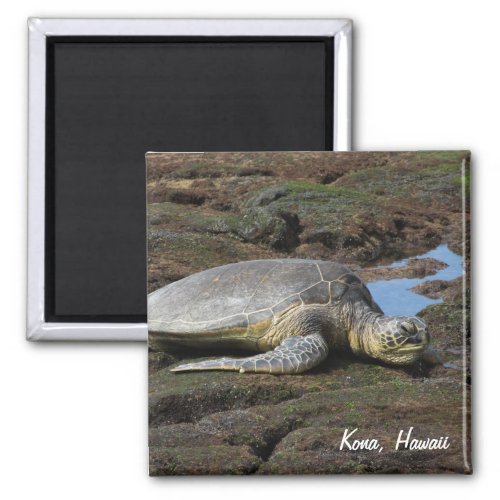 Honu Resting on the Warm Rocks Magnet