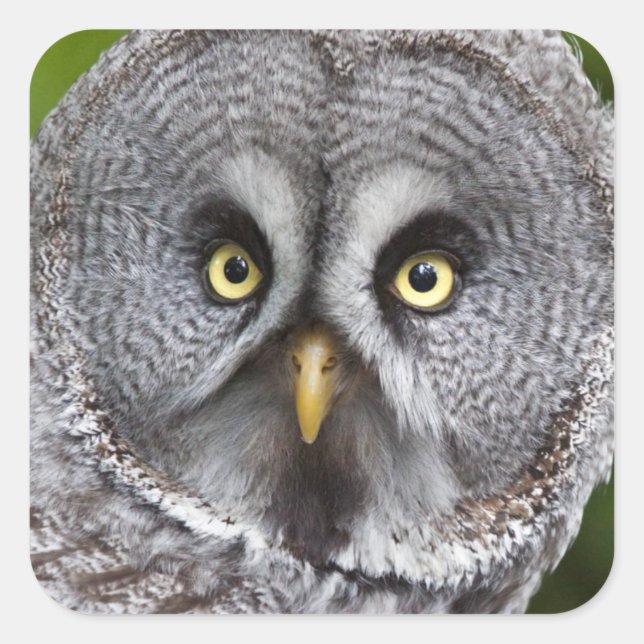 Hoo are You?  Sticker (Front)