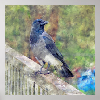Hooded Crow of Ross Castle Ireland Poster