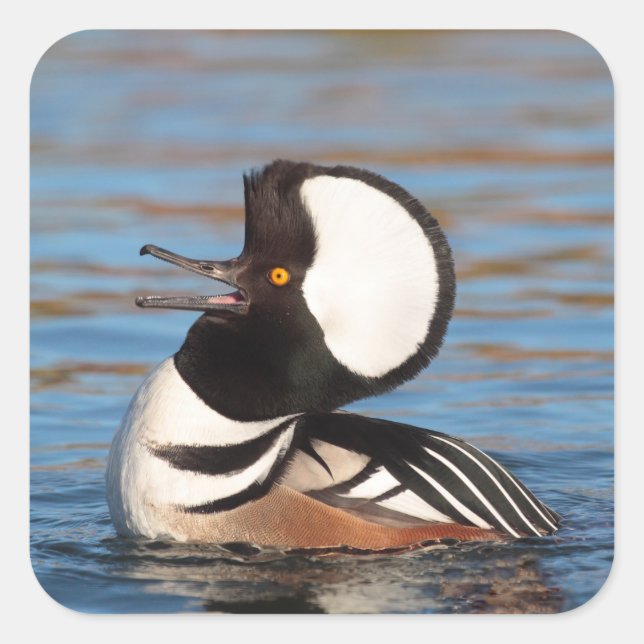 Hooded Merganser Calling Square Sticker (Front)