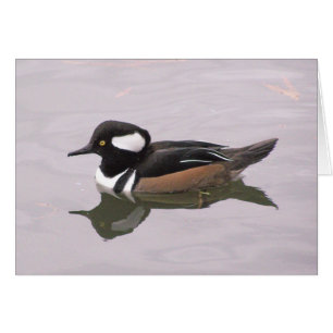 Hooded Merganser Cards