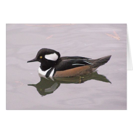 Hooded Merganser Cards (Front Horizontal)