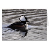 Hooded Merganser Drake (Front Horizontal)
