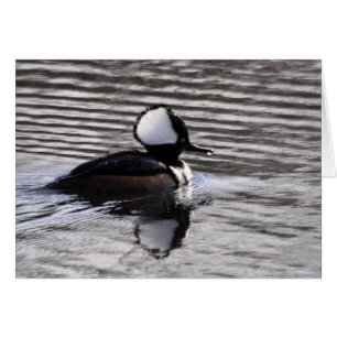 Hooded Merganser Drake Cards