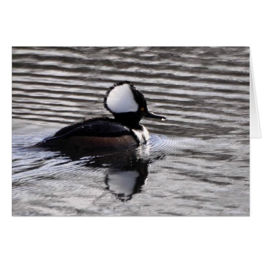 Hooded Merganser Drake Cards (Front Horizontal)