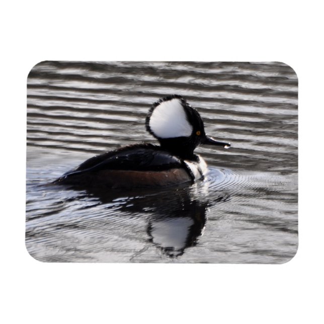 Hooded Merganser Drake Magnet (Horizontal)