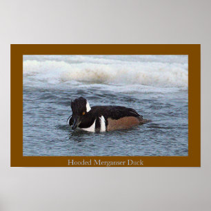 Hooded Merganser Duck Poster