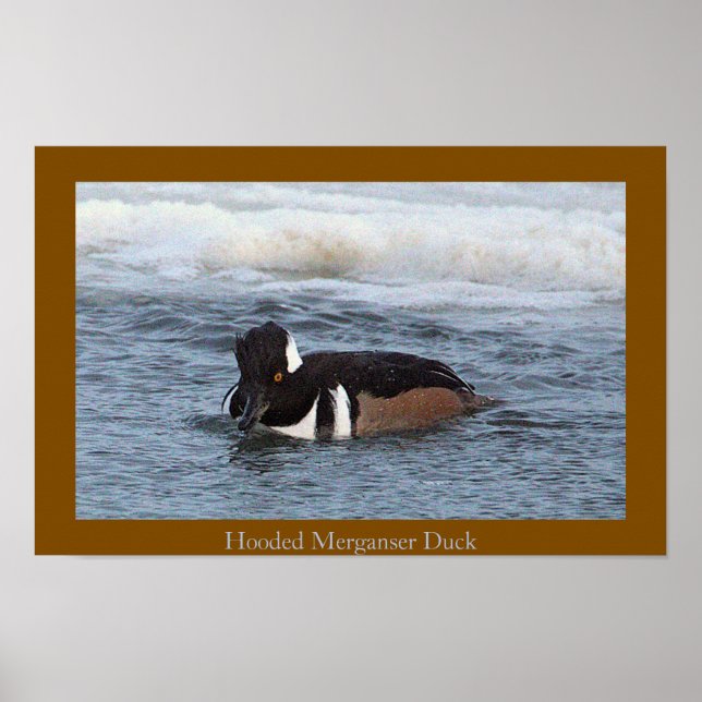 Hooded Merganser Duck Poster (Front)