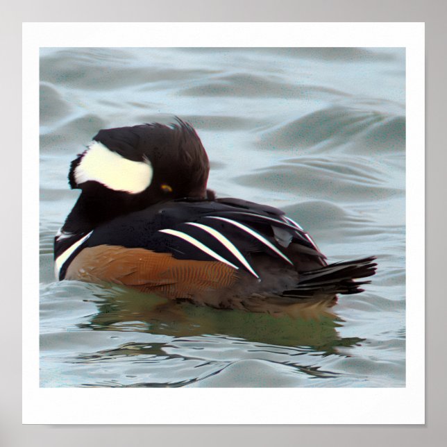 Hooded Merganser Duck Poster (Front)