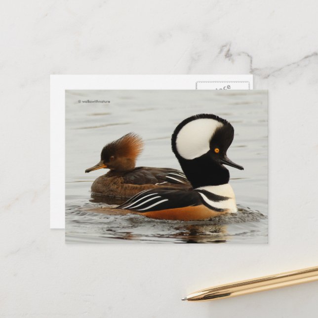 Hooded Merganser Ducks at the Pond Postcard (Front/Back In Situ)