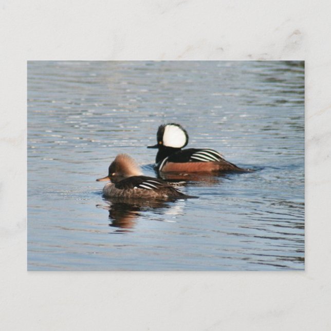 Hooded Merganser Ducks Photo Postcard (Front)