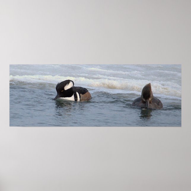 Hooded Merganser Ducks Poster (Front)