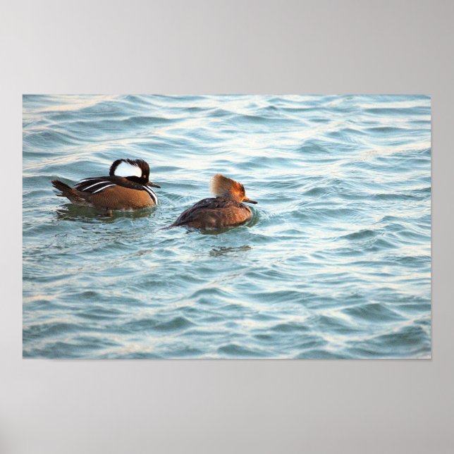 Hooded Merganser Ducks Poster (Front)